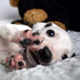 Dalmatian and Labrador Retriever Puppies from ECMO Farm Dalmatians & ECMO Farm Fox Red Labs