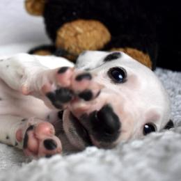 Dalmatian and Labrador Retriever Puppies from ECMO Farm Dalmatians & ECMO Farm Fox Red Labs