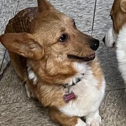 Pembroke Welsh Corgi puppies from M&J Country Kennels