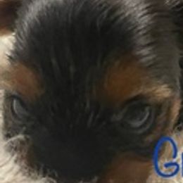 Yorkshire Terriers from Georgia’s Team of Yorkies