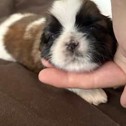 Shih Tzu Puppies from Delight Shihtzu