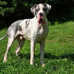 Kieran - Great Dane