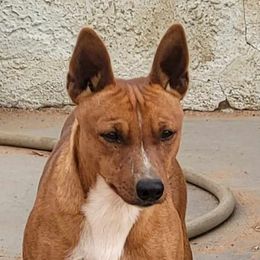 Dash - Rat Terrier