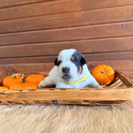 Yellow Collar - Blue male Australian Cattle Dog puppy in Nevada, Missouri from Back Road Dog Company, LLC