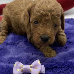 Kelly-Purple Bow - Red  female Poodle puppy in Central, Arizona from Desert Valley Doodles