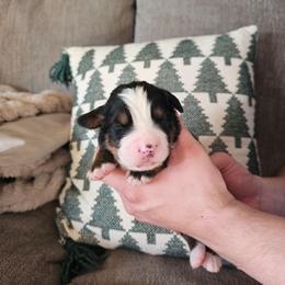 Valentino - Black rust and white male Bernese Mountain Dog puppy in Inman, South Carolina from Shadow Acres