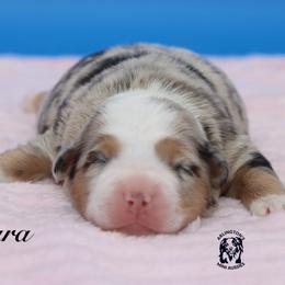 SARA - Blue merle female Miniature Australian Shepherd puppy in Weeki Wachee, Florida from Arlington's Mini Aussies