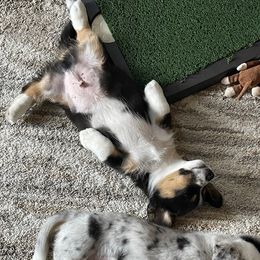 Cardigan Welsh Corgi Puppies from Wasatch