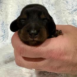 Black and tan - Black and tan male Dachshund puppy in Ozark, Alabama from Honey Hill Dachshunds