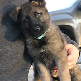German Shepherd Puppies from Von Lindesfarne