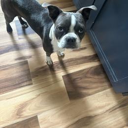 River - Blue female Boston Terrier puppy in Wildwood, Missouri from Belleville Bostons