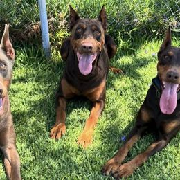 Doberman Pinschers and Pembroke Welsh Corgis from Corgi Dobie Co.