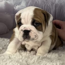 Bulldog Puppies from Sweet Rolls