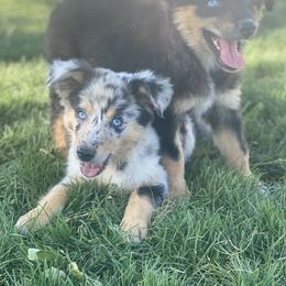 Australian Shepherd, Miniature Australian Shepherd, and Toy Australian Shepherd Puppies from Brushy Creek Aussies & Mini Aussies