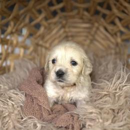 Mr Brown - Light golden male Golden Retriever puppy in Morrill, Kansas from Grimm Girls Farm