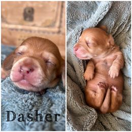 Dachshund Puppies from De’s Doxies