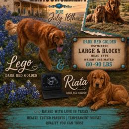 Golden Retriever puppies from Diamond Bar N Ranch