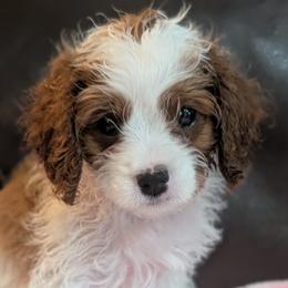 Bernadette - Blenheim female Cavapoo puppy in Newport, North Carolina from Crystal Coast Cavapoodles