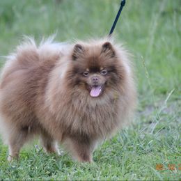 Gloria - Pomeranian