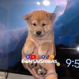 BENSON - Red male Shiba Inu puppy in Minnesota from BonsaiShibas