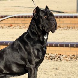 Merrik - Cane Corso