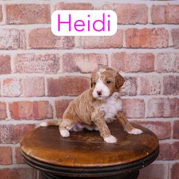 Heidi - Red  female Goldendoodle puppy in Calhoun, Georgia from Happy Top Doodles