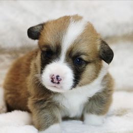 CKC Sable Male - Sable and white male American Corgi puppy in Clovis, New Mexico from Sweet & Salty Cowdogs