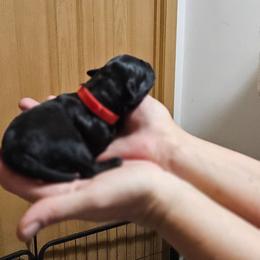 Red collar - Black female Whoodle puppy in O'neill, Nebraska from Willowdale Doodles