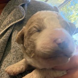 Girl 1 - Parti female Goldendoodle puppy in Lumberton, Texas from Southeast Texas Goldendoodles