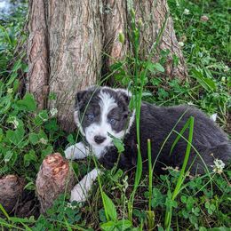 Border Collie Puppies from Double4farms