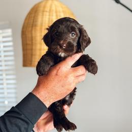Shell - Chocolate female Goldendoodle puppy in Soddy Daisy, Tennessee from The W Doods