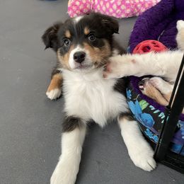 Australian Shepherd Puppies from Audacity Australian Shepherds