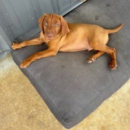 Vizsla Puppies from Wint Smith Vizslas