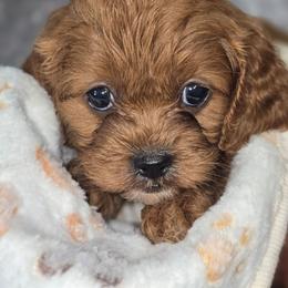 Hickory - Red female Cavapoo puppy in Decatur, Illinois from Petite Pups