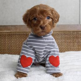 Fig - Red  male Goldendoodle puppy in Warsaw, Ohio from Lovabledoodles
