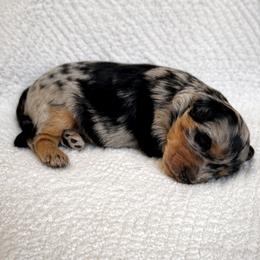 Dior - Blue merle female Aussiedoodle puppy in Queen Creek, Arizona from Sunny Doodles