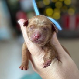 Sweet Potato - Red  female Goldendoodle puppy in Wharton, Texas from Little Fur Friends
