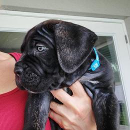 Emanuel - Black brindle male Cane Corso puppy in Palm Coast, Florida from Northgold Cane Corso