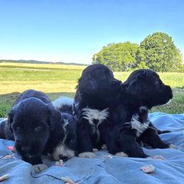 Bear - Black and white male Portuguese Water Dog puppy in Russellville, Kentucky from Keehn-Country Porties
