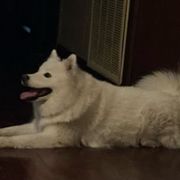 KC - American Eskimo Dog