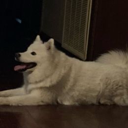 KC - American Eskimo Dog