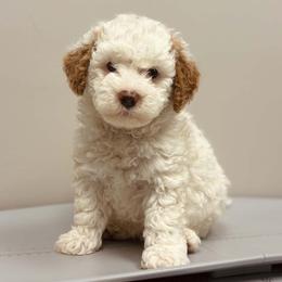 Bernedoodle, Goldendoodle, and Poodle Puppies from 4goldendoodles