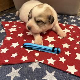 Miss Aqua - White and badger female Great Pyrenees puppy in Idaho from Portneuf Range Pyrenees