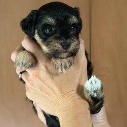 Ross - Black male Miniature Schnauzer puppy in Miami, Florida from Chiquiticos Shnauzers