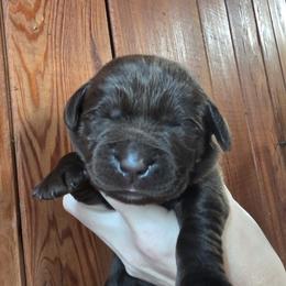 Girl 1 - Black female Labrador Retriever puppy in Andrews, South Carolina from Leyland Cypress Retrievers