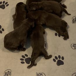 Labrador Retriever Puppies from Big N Kennels, LLC