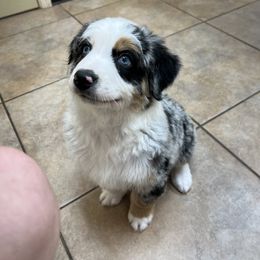 Australian Shepherd Puppies from Copper Top Aussies