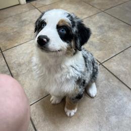 Australian Shepherd Puppies from Copper Top Aussies