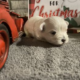 Styles - White male Morkie puppy in Taylorsville, North Carolina from Mountain Top Hot Tailz