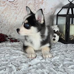 Angel - Black and white female Pomsky puppy in Atwood, Illinois from Peace Road Puppies